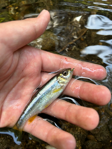 カワムツの釣果