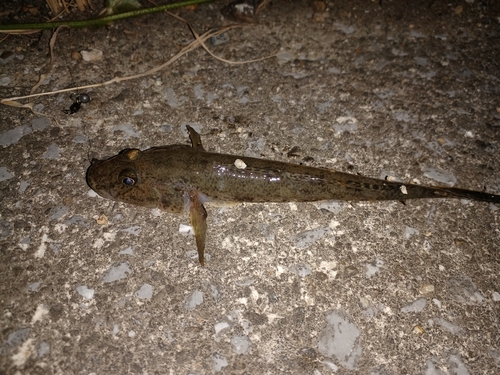 ハゼの釣果