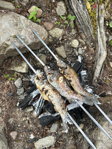 ニジマスの釣果