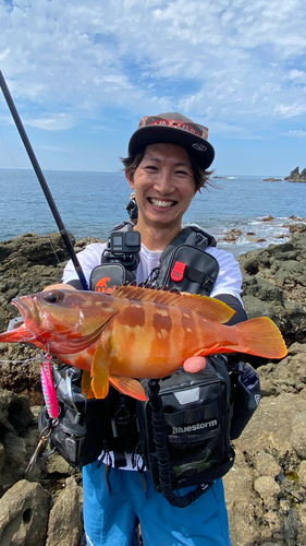 アカハタの釣果