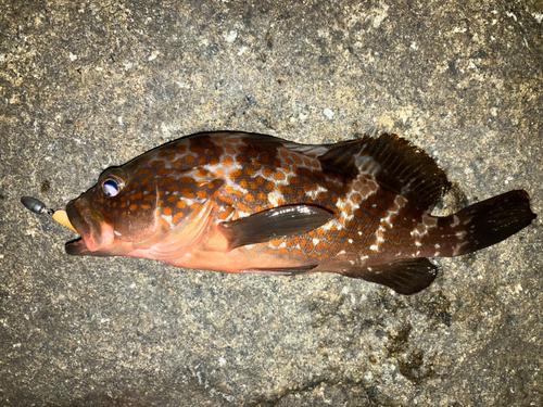 アコウの釣果