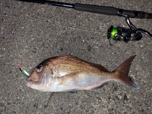 マダイの釣果