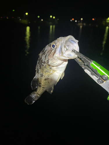 クロソイの釣果