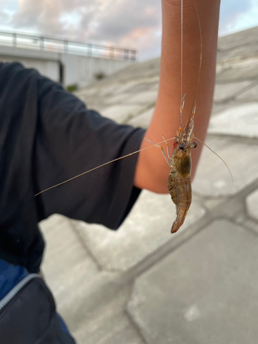 テナガエビの釣果