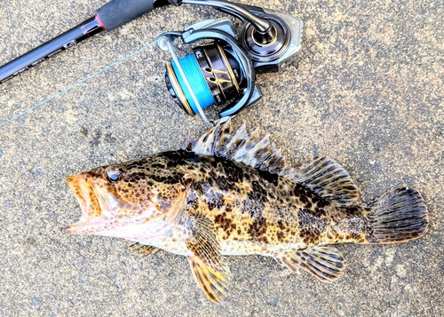 タケノコメバルの釣果