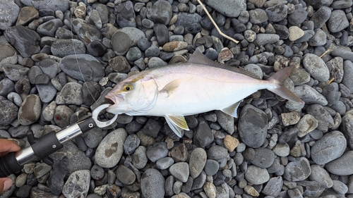 カンパチの釣果