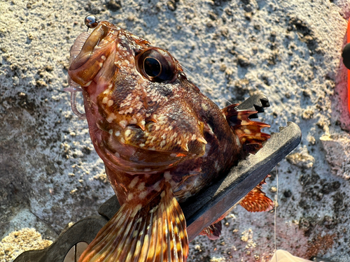 カサゴの釣果