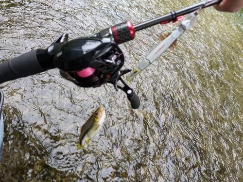 カワムツの釣果