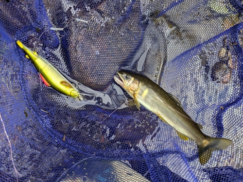 アユの釣果