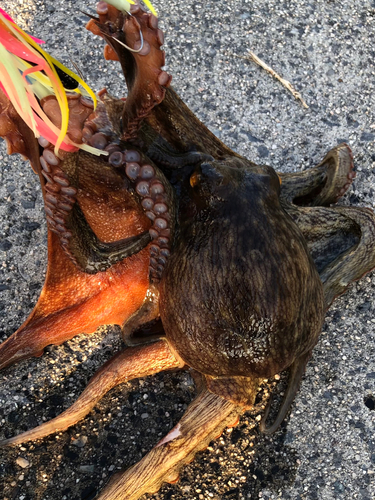 マダコの釣果