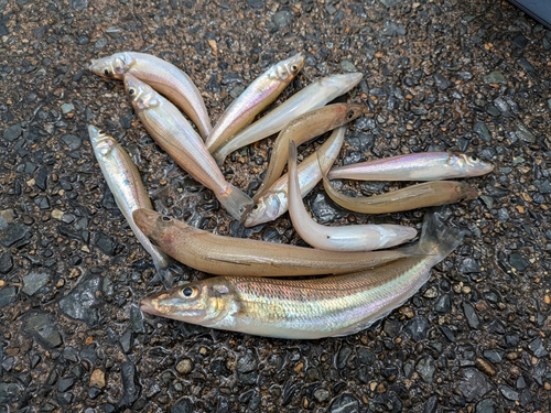 シロギスの釣果