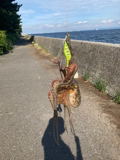 マダコの釣果