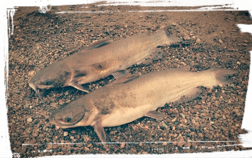 アメリカナマズの釣果