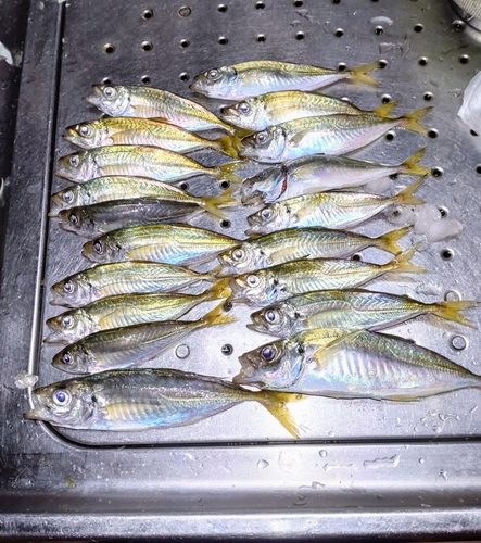 アジの釣果