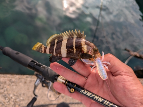 アオハタの釣果