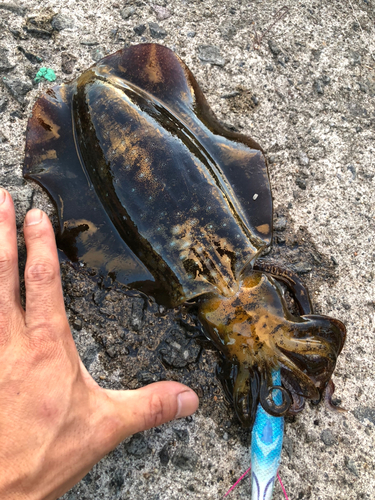 アオリイカの釣果