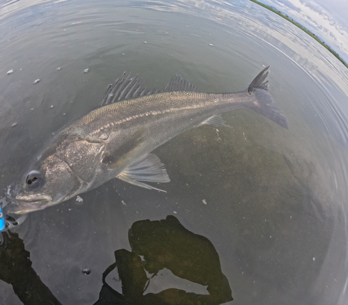 スズキの釣果