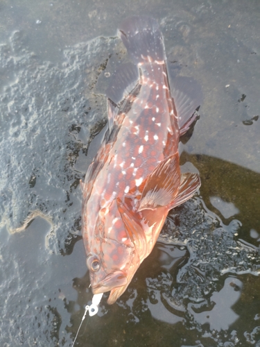 キジハタの釣果