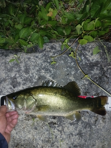 ラージマウスバスの釣果