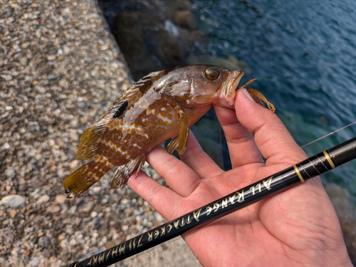 アコウの釣果