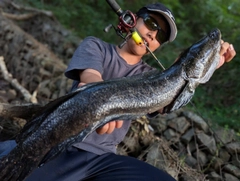 カムルチーの釣果