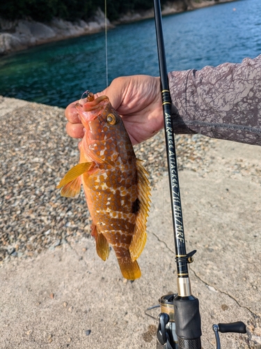 アコウの釣果