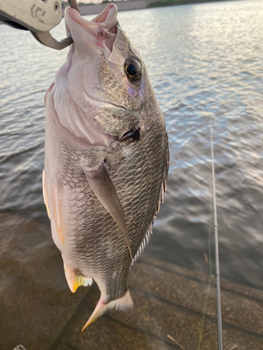 キビレの釣果