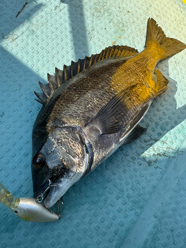 チヌの釣果