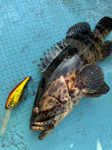 ハタの釣果