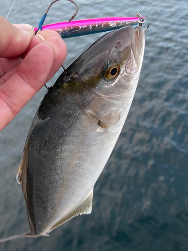 ショゴの釣果