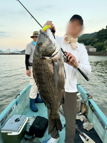 チヌの釣果