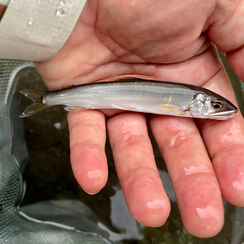 アユの釣果