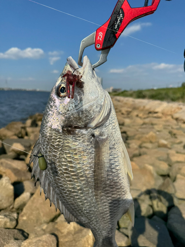 キビレの釣果