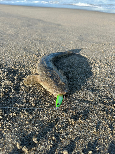 マゴチの釣果