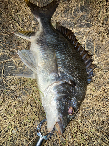 キビレの釣果