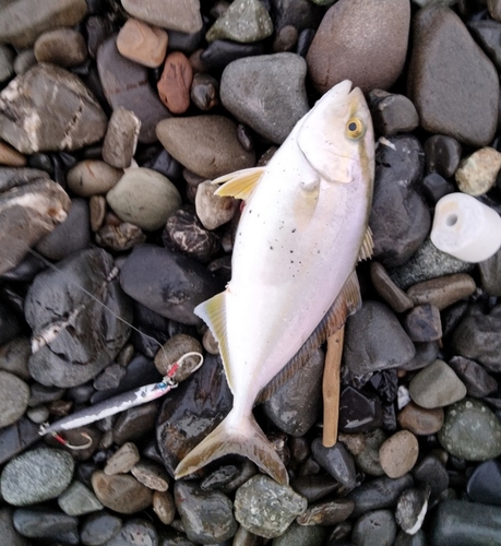 ショゴの釣果