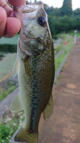 ラージマウスバスの釣果