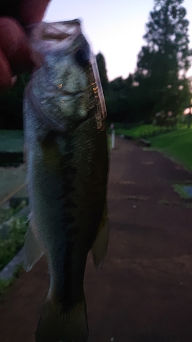 ラージマウスバスの釣果