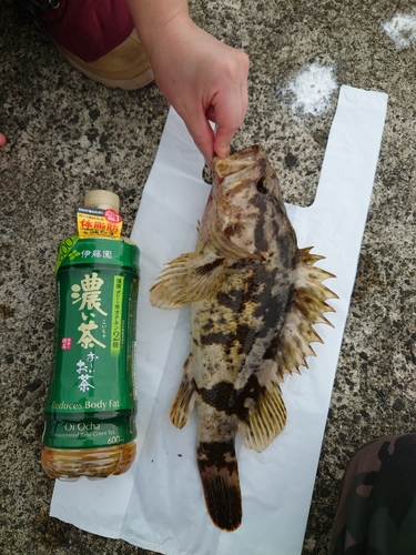 タケノコメバルの釣果