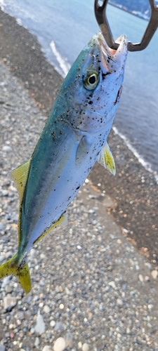 ワカシの釣果