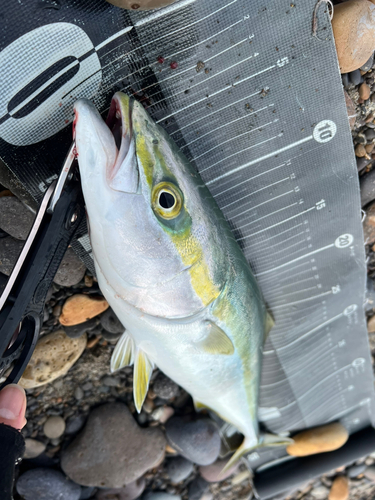 イナダの釣果