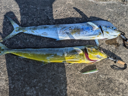 シイラの釣果