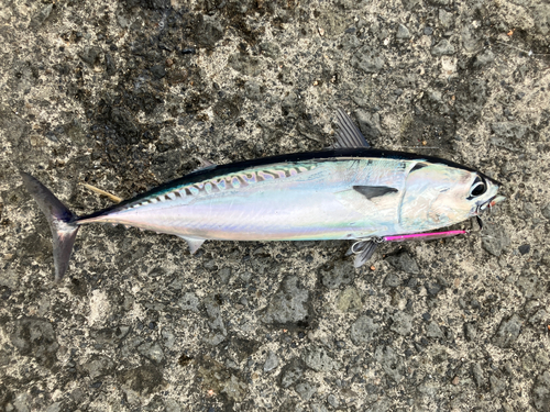 マルソウダの釣果