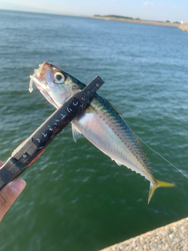 サバの釣果