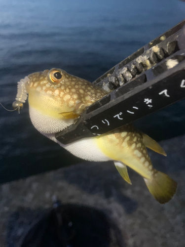 ショウサイフグの釣果