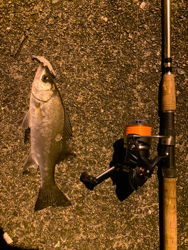 セイゴ（ヒラスズキ）の釣果