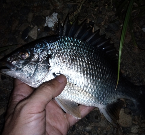 キビレの釣果