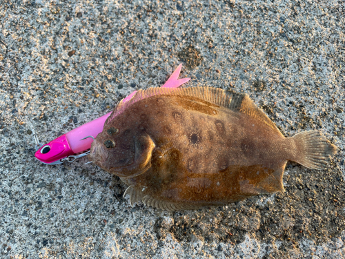 ヒラメの釣果