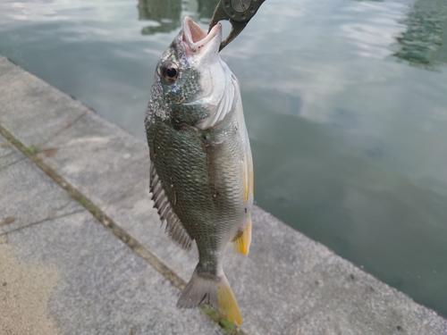 キビレの釣果