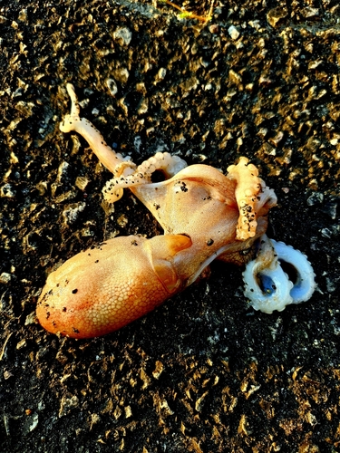 タコの釣果